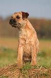 BORDER TERRIER 173